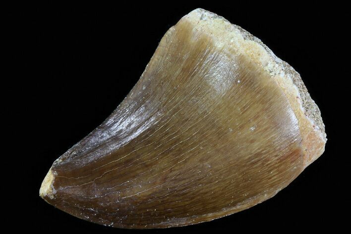 Mosasaur (Prognathodon) Tooth #79842